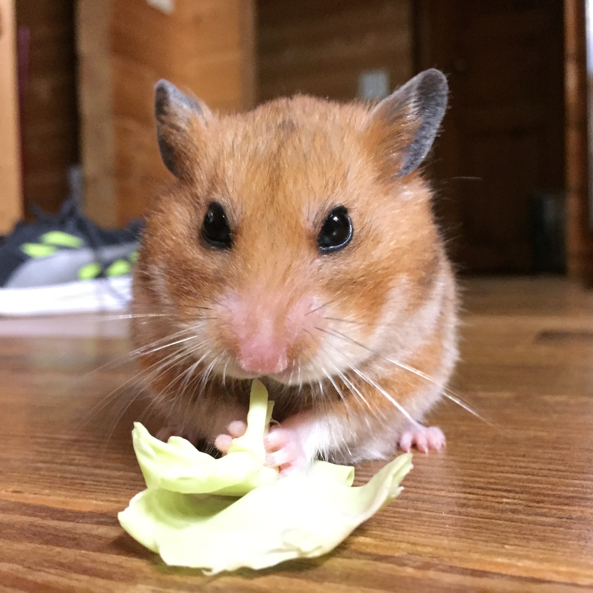 18 01 土 ハムスター あまりにも早すぎる死 というか寿命 保護猫2匹の記録や趣味とか色々