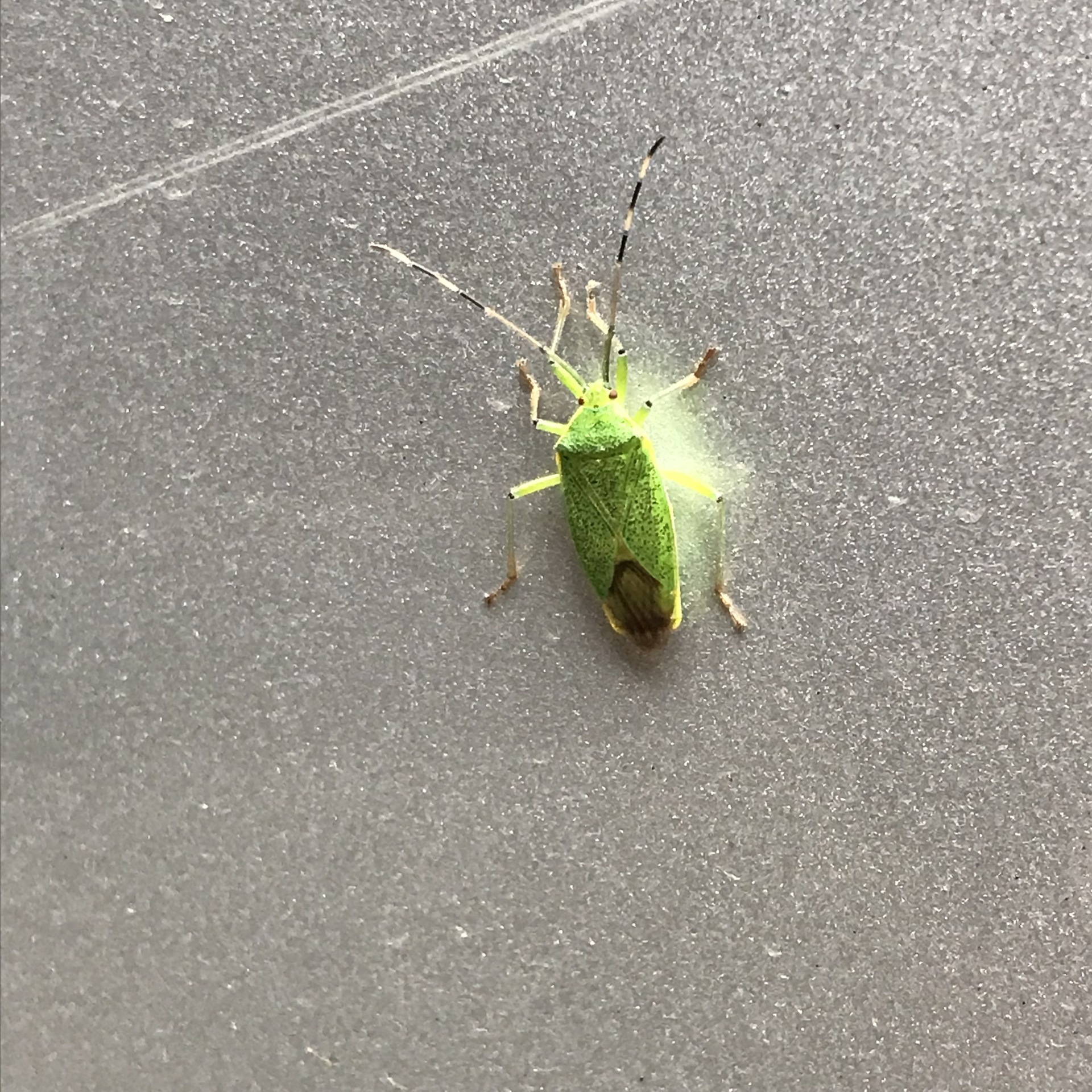 2018.7.24（火） ピレリ・ロッソⅡ タイヤの皮むきツーリング！ by ZX